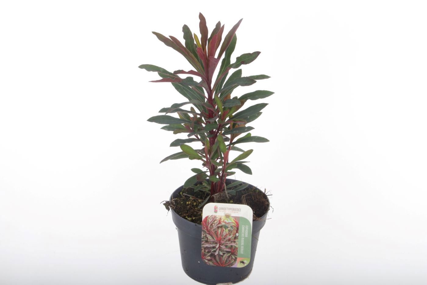 Euphorbia Miner's Merlot ('KMMM024')
