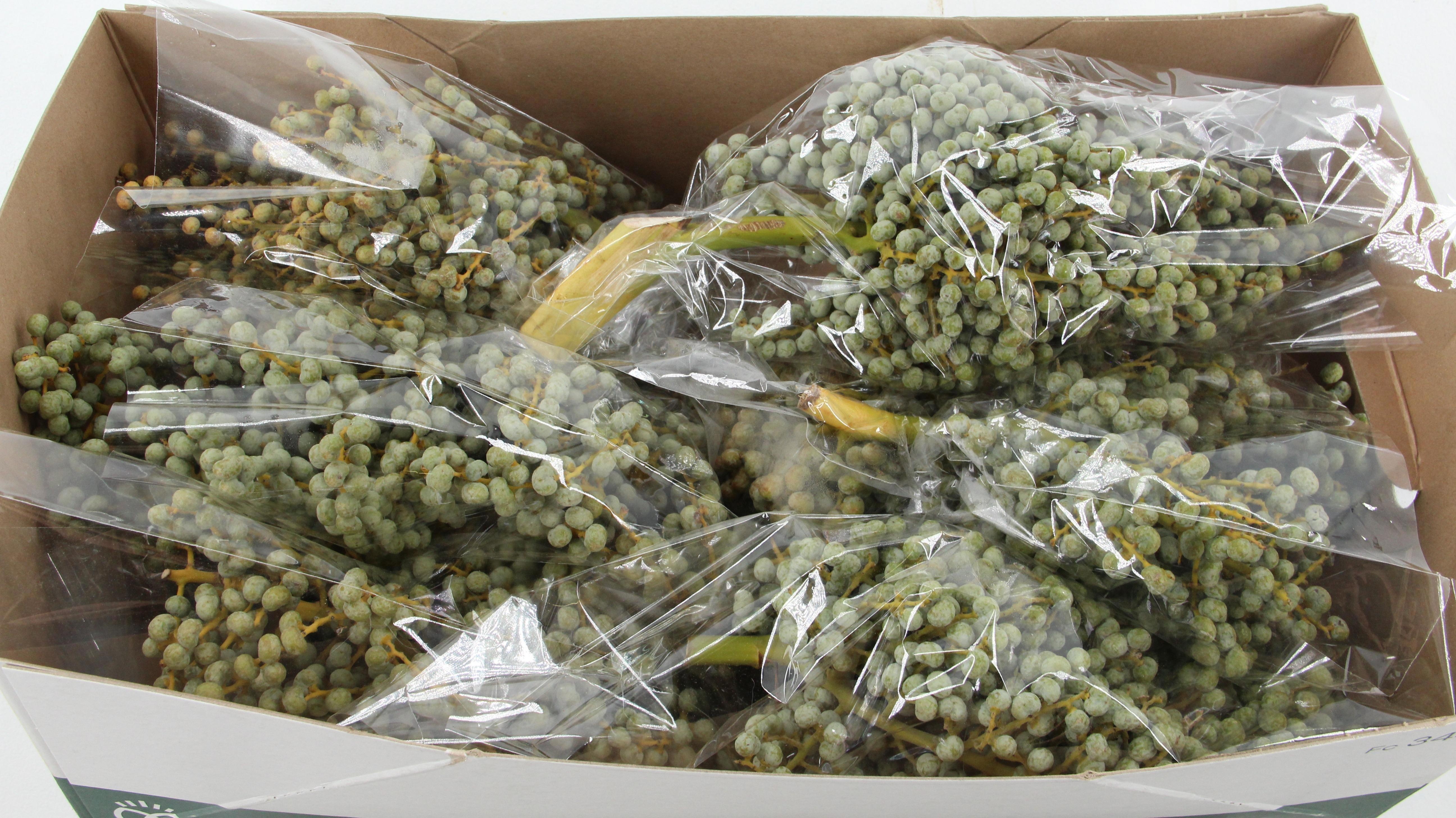 Dadels Phx Per Kilo 40L.cm