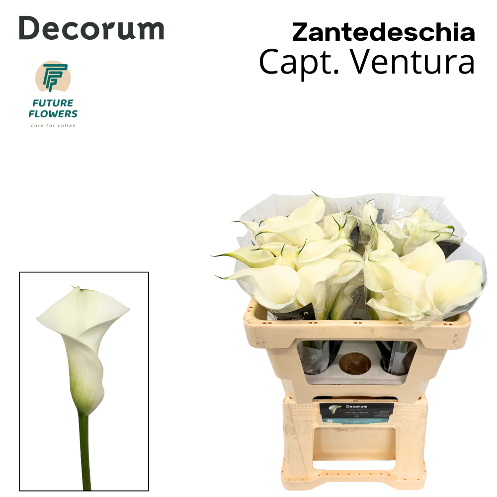 Zant Capt Ventura