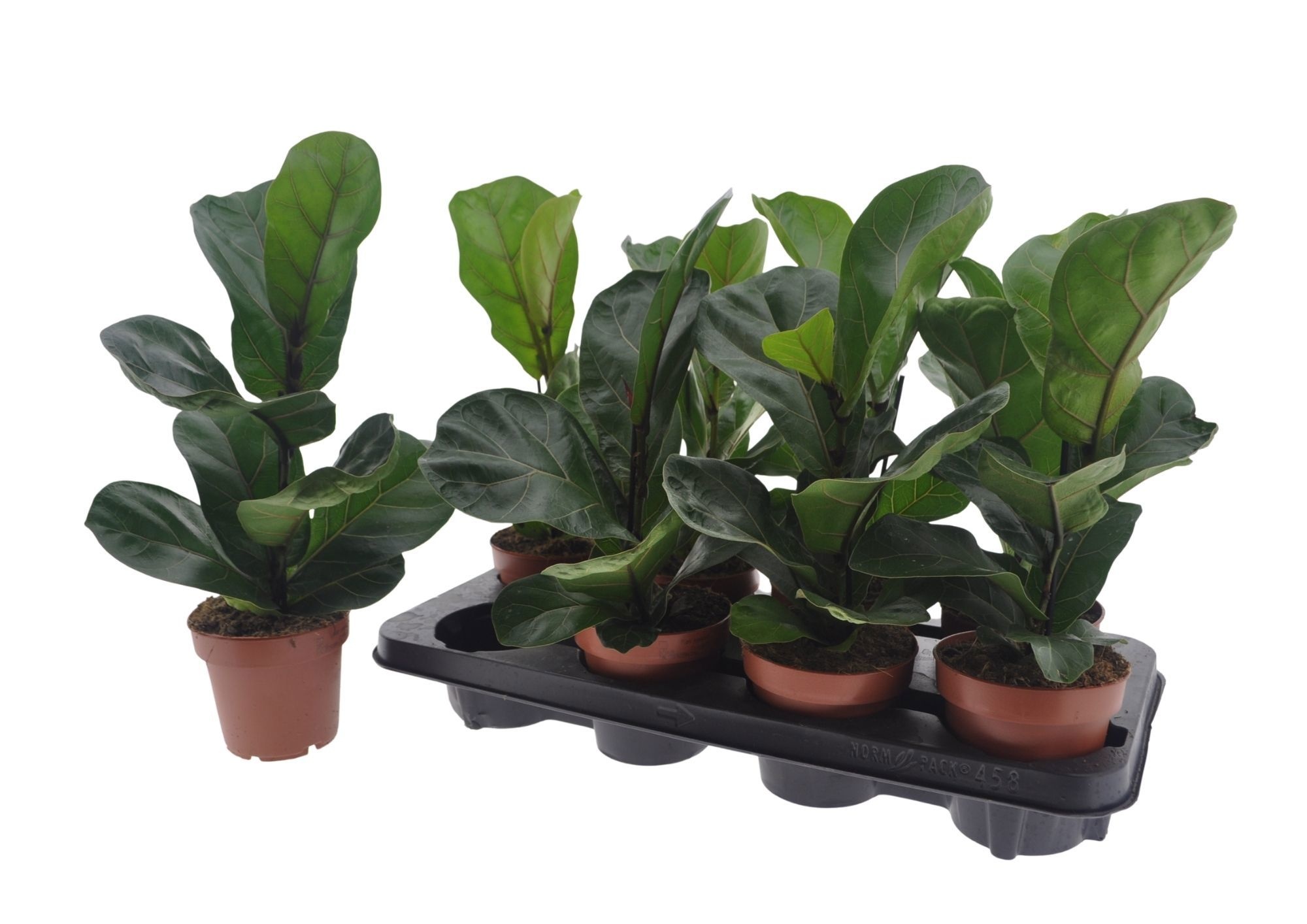 Fic Ov Lyrata Bambin 12Ø 35cm