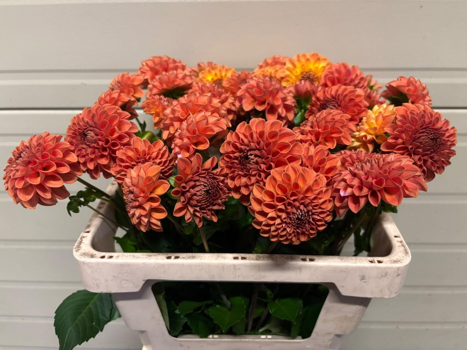 Dahlia Cornel Bronze 50cm