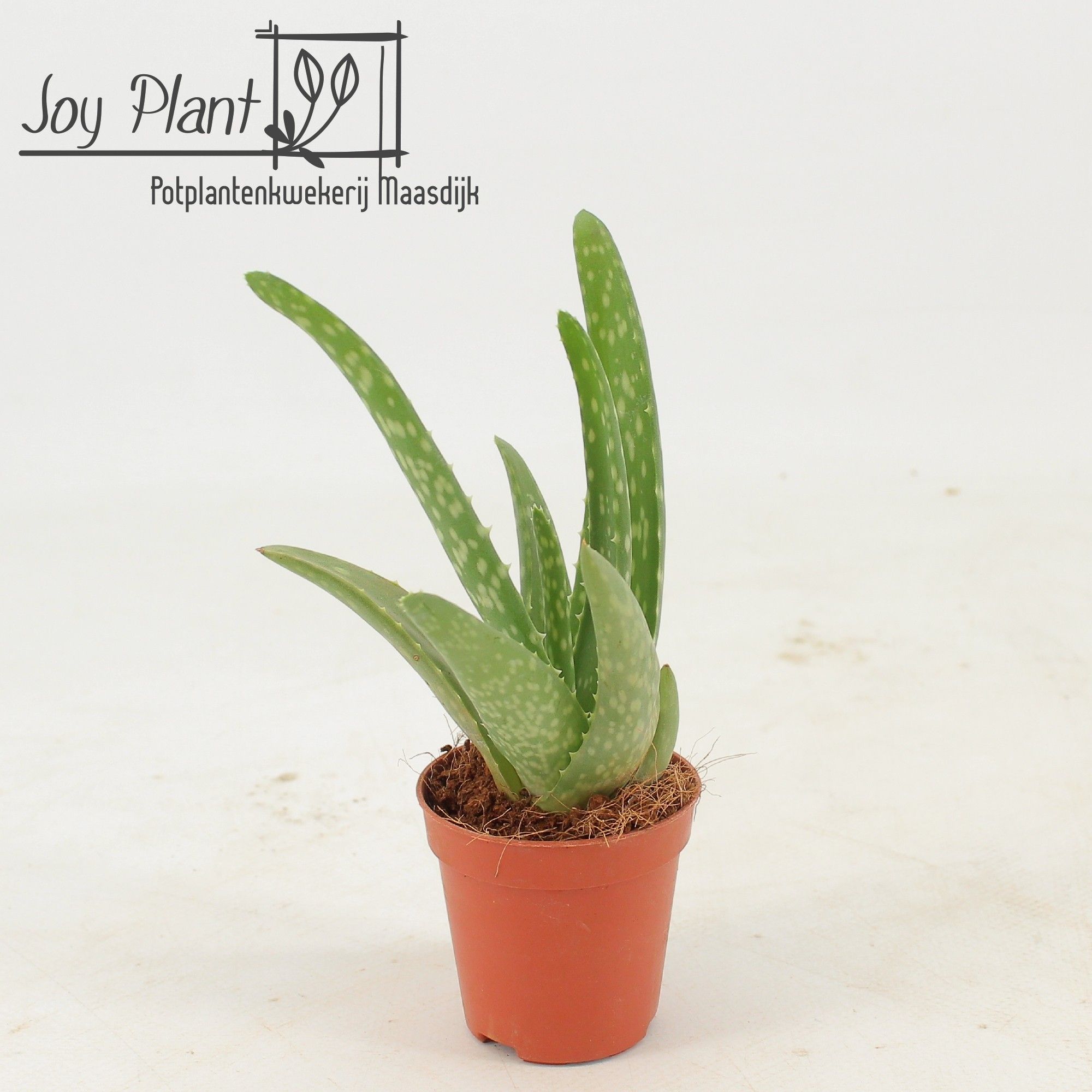Aloe vera Mini | OZ Planten