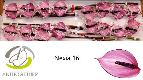Anthurium Nexia 11Ø