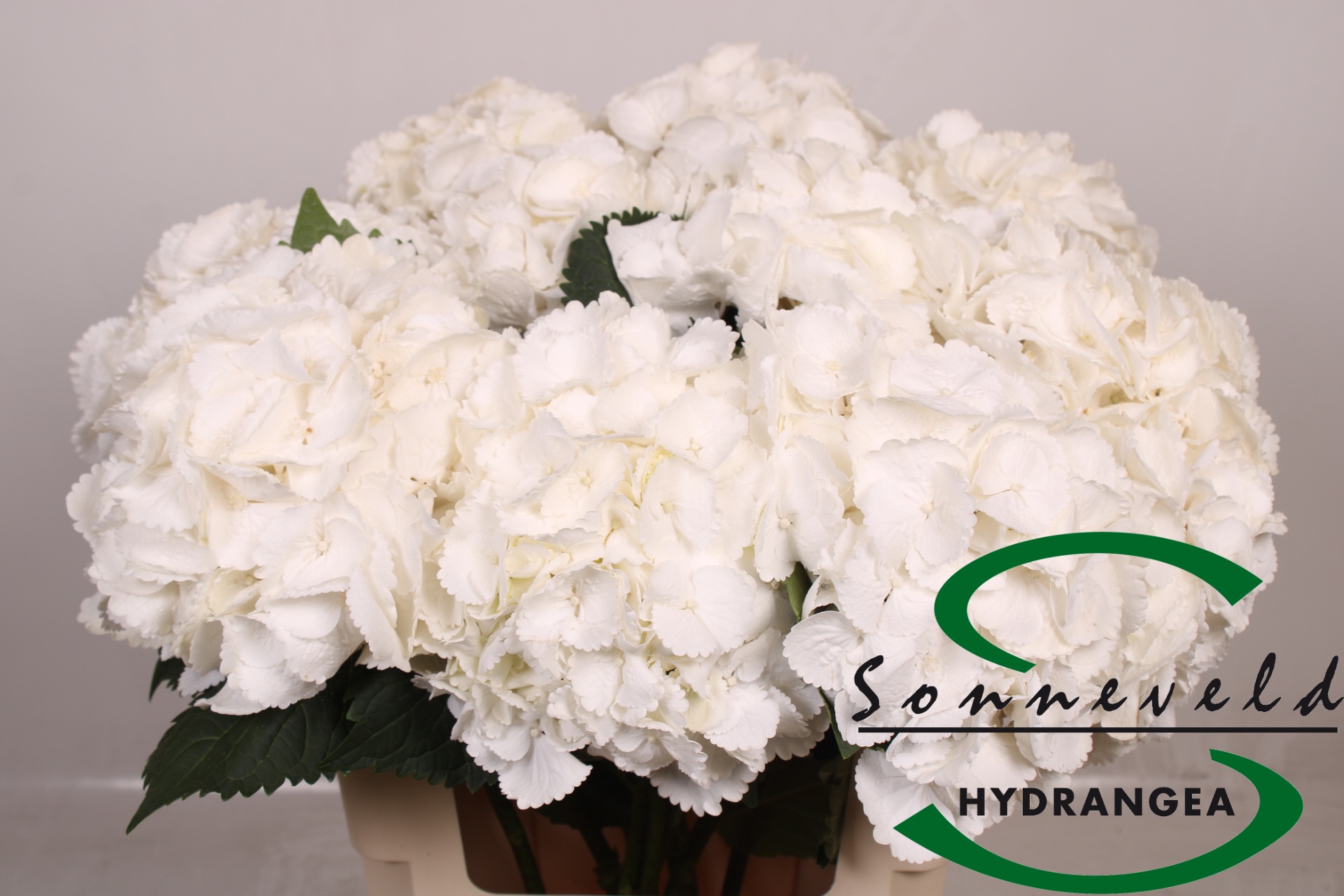 Hydr M Royal Princes
