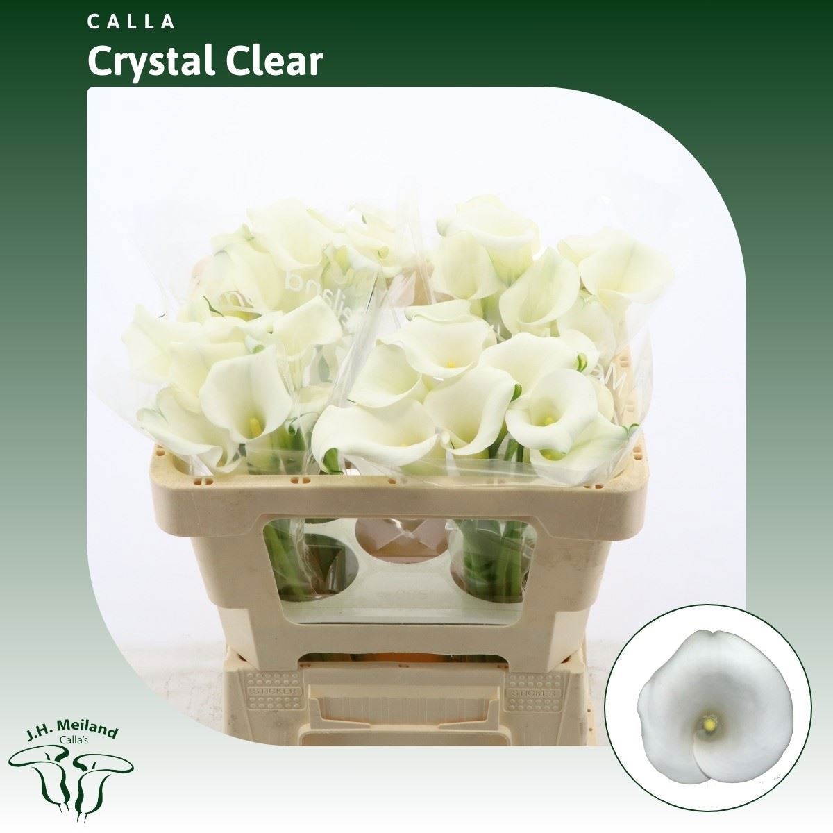 Calla Crystal Clear 50cm