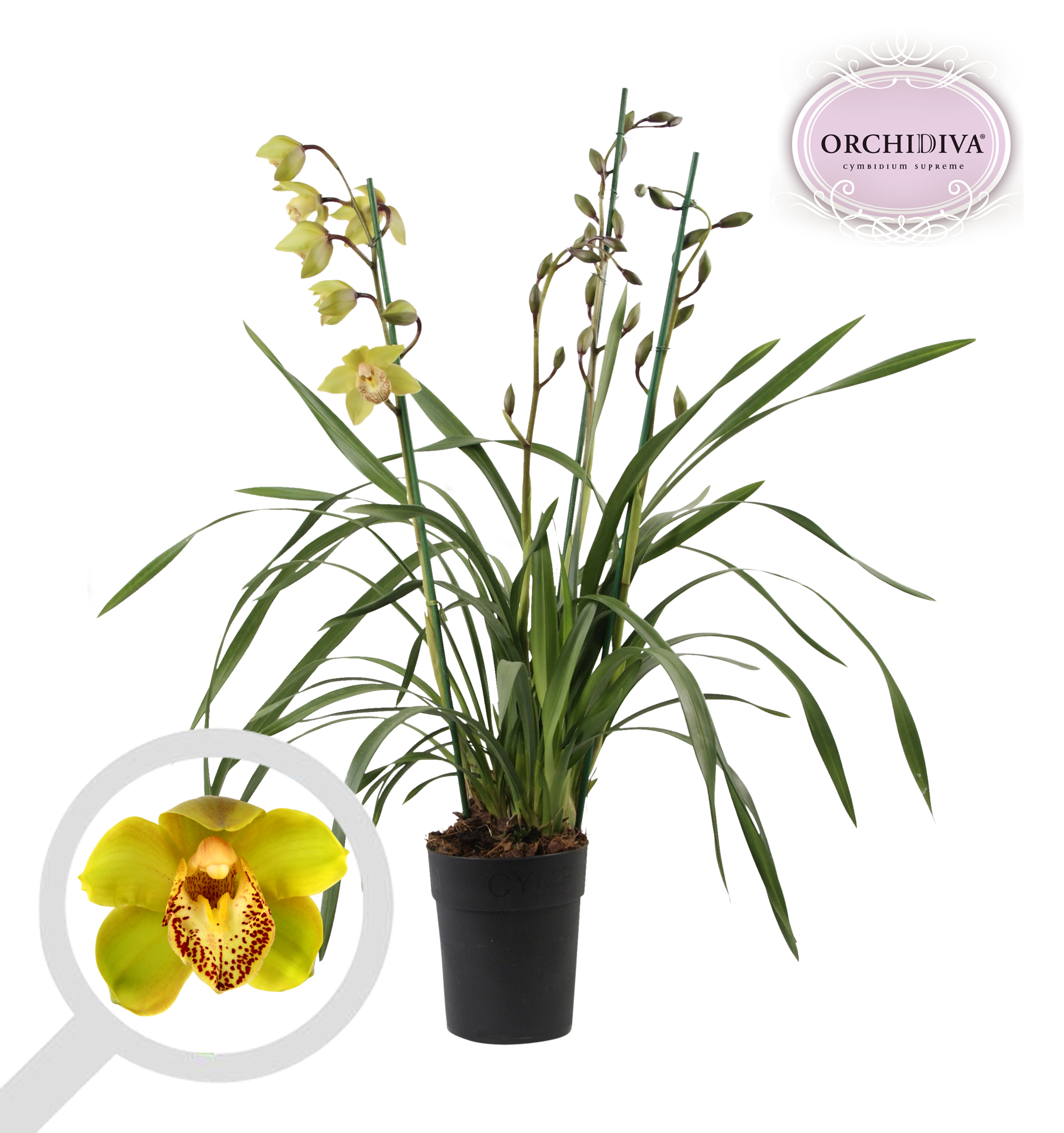 Picture of Cymbidium groen 3-4 tak P14 85cm