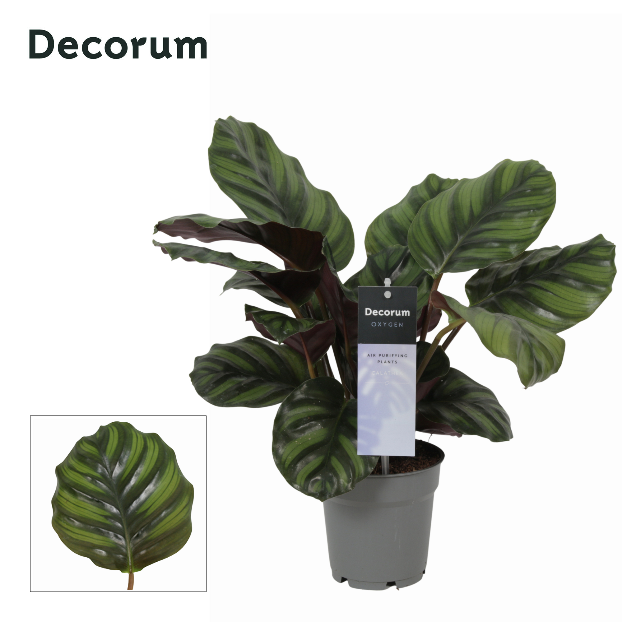 Calathea Fasciata 12Ø 30cm