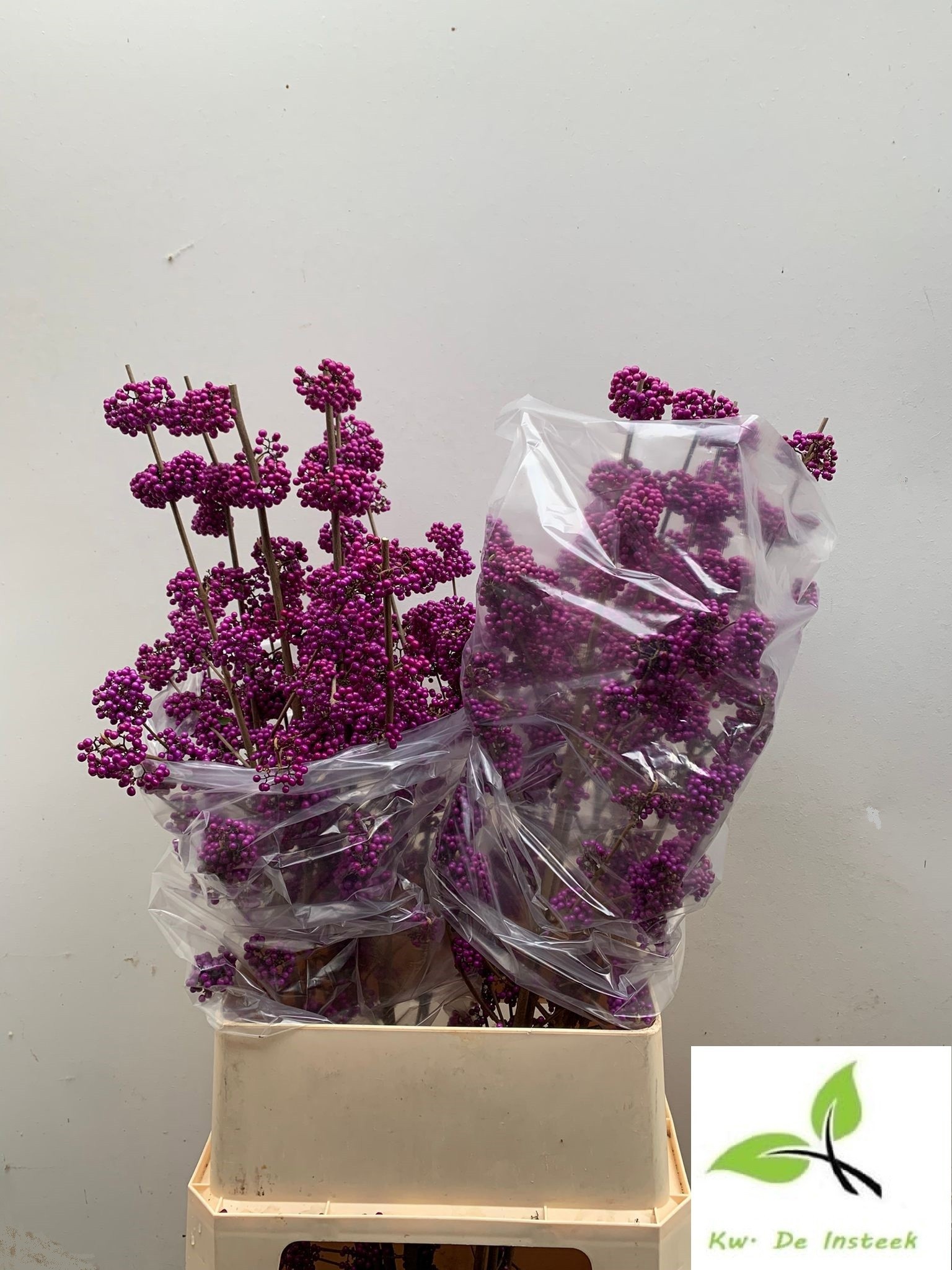 Callicarpa Bod Giraldi(imp) 100cm