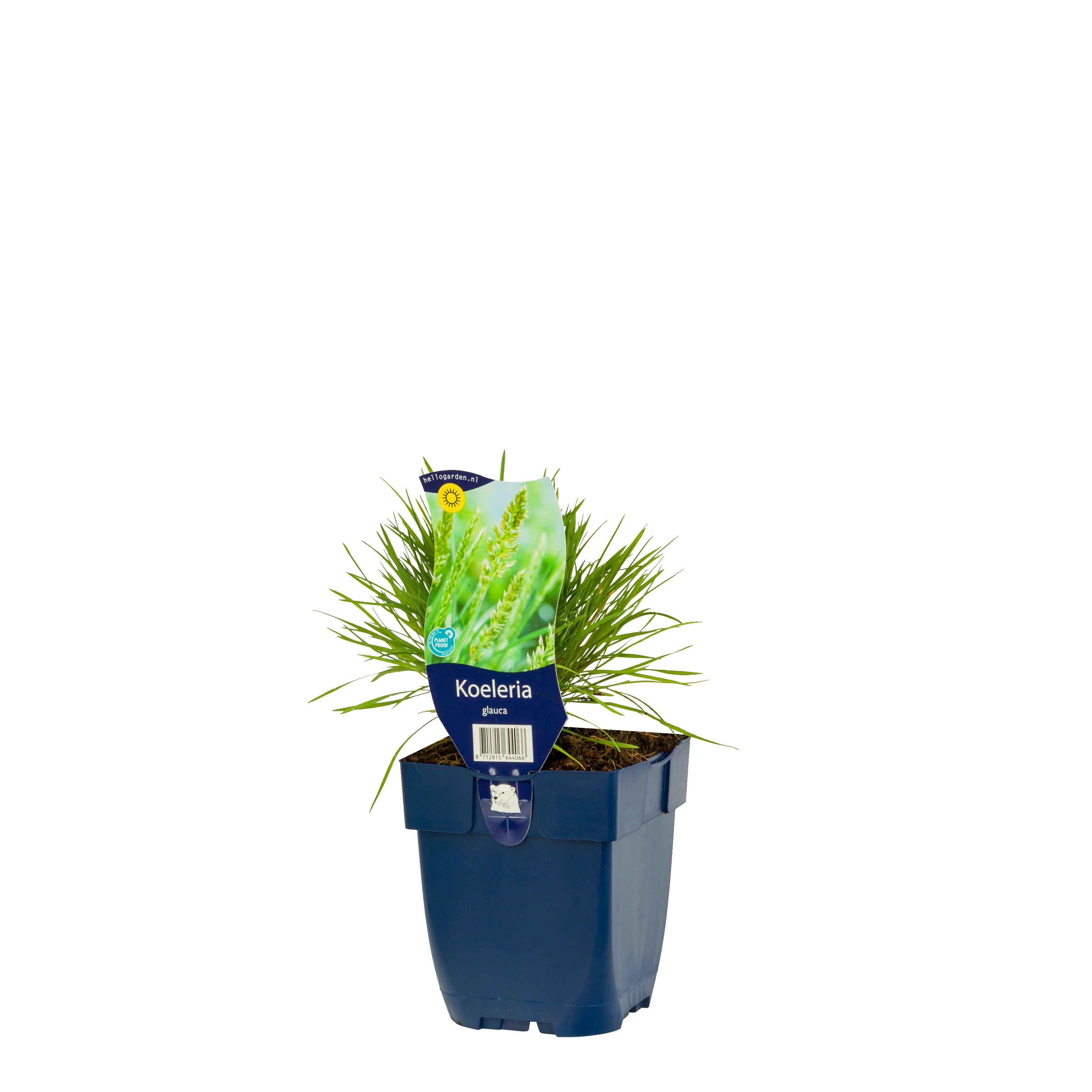 Koeleria glauca