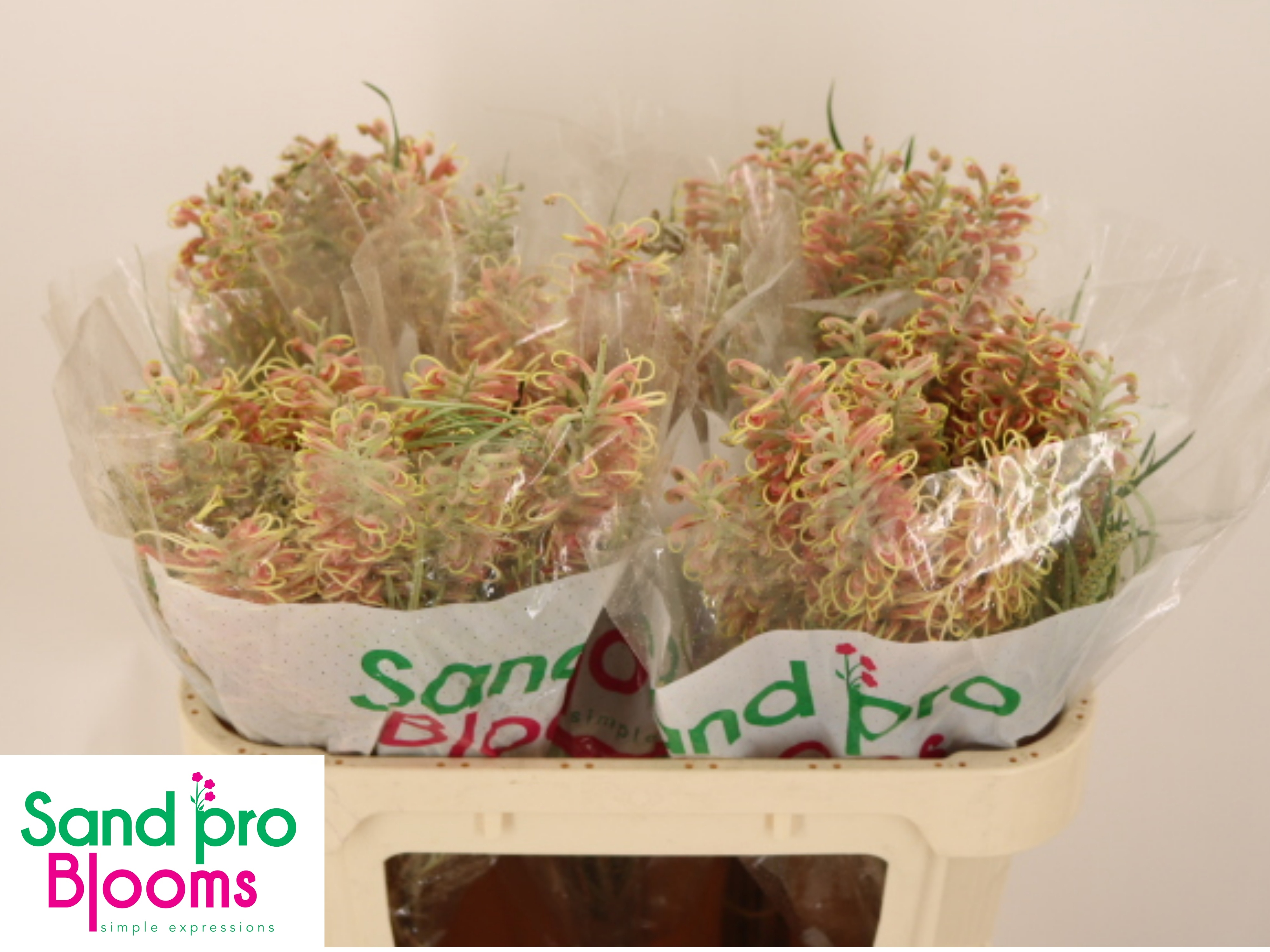 Grevillea Mixed 70cm