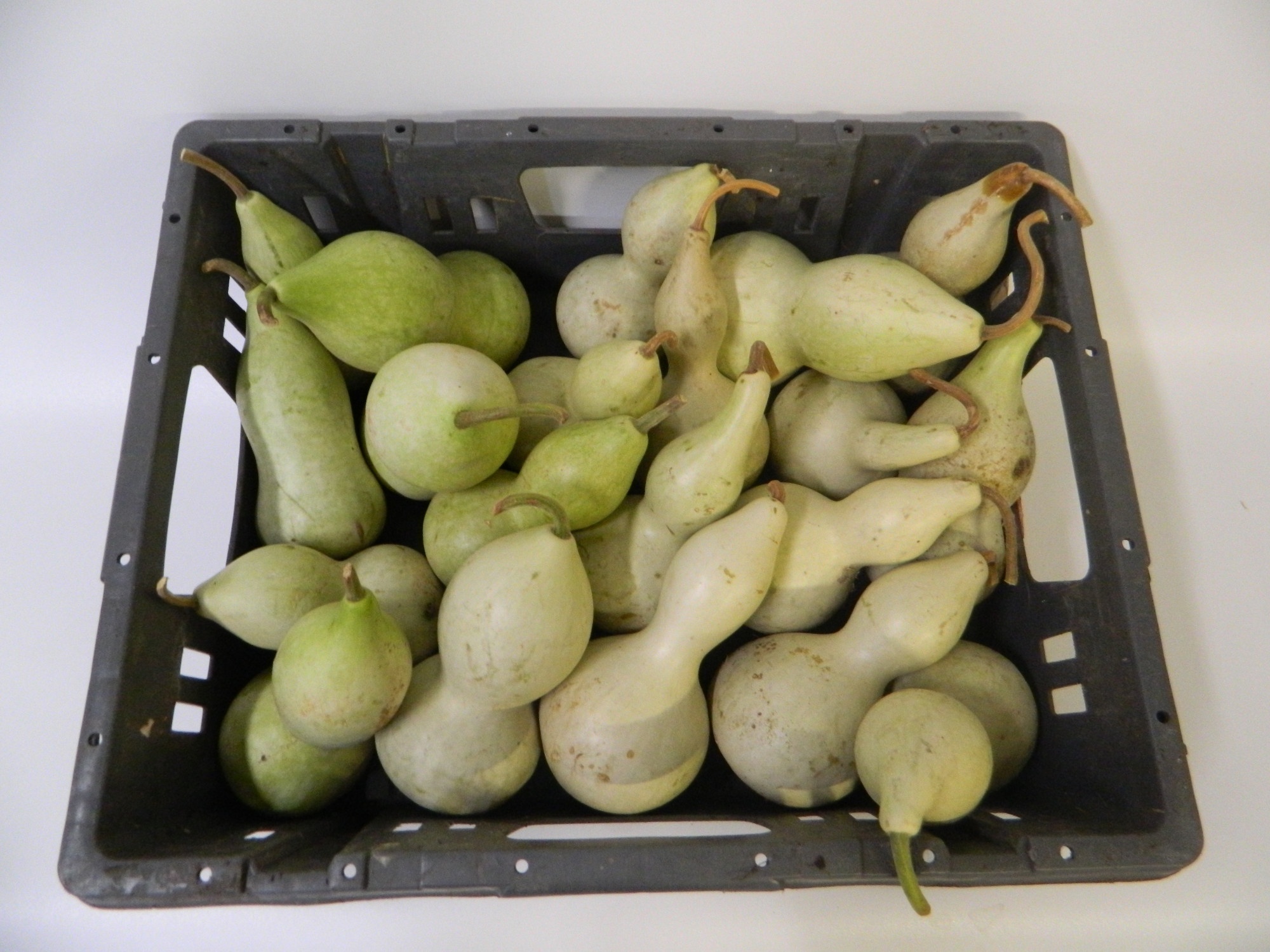 Cucurbita Orange (PUMPKIN)