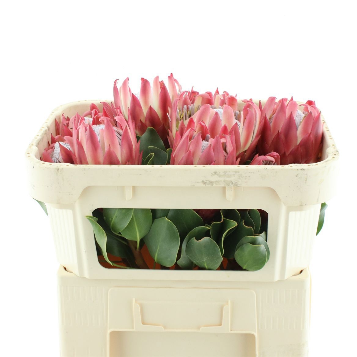 Protea Cy Red Rex