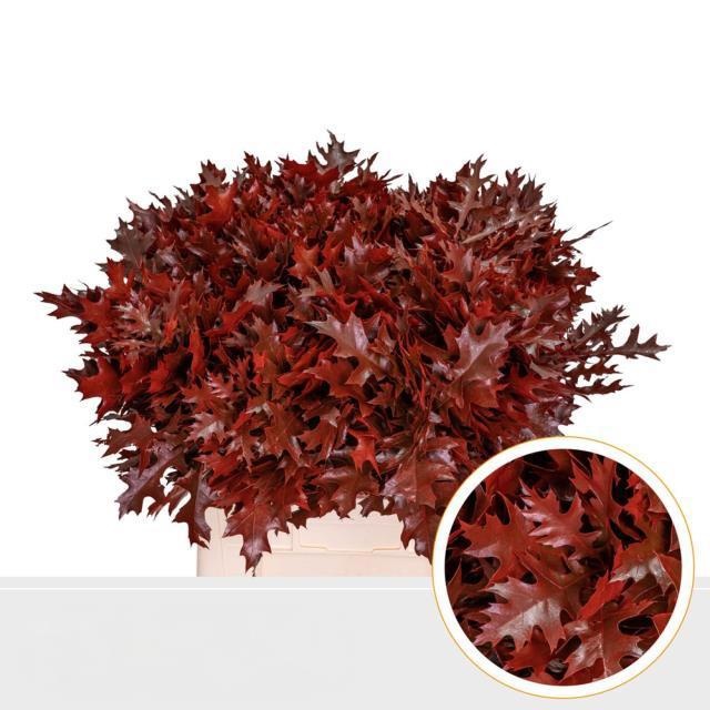Oak Leaves Preparated/ptd (QUERCUS) 60cm
