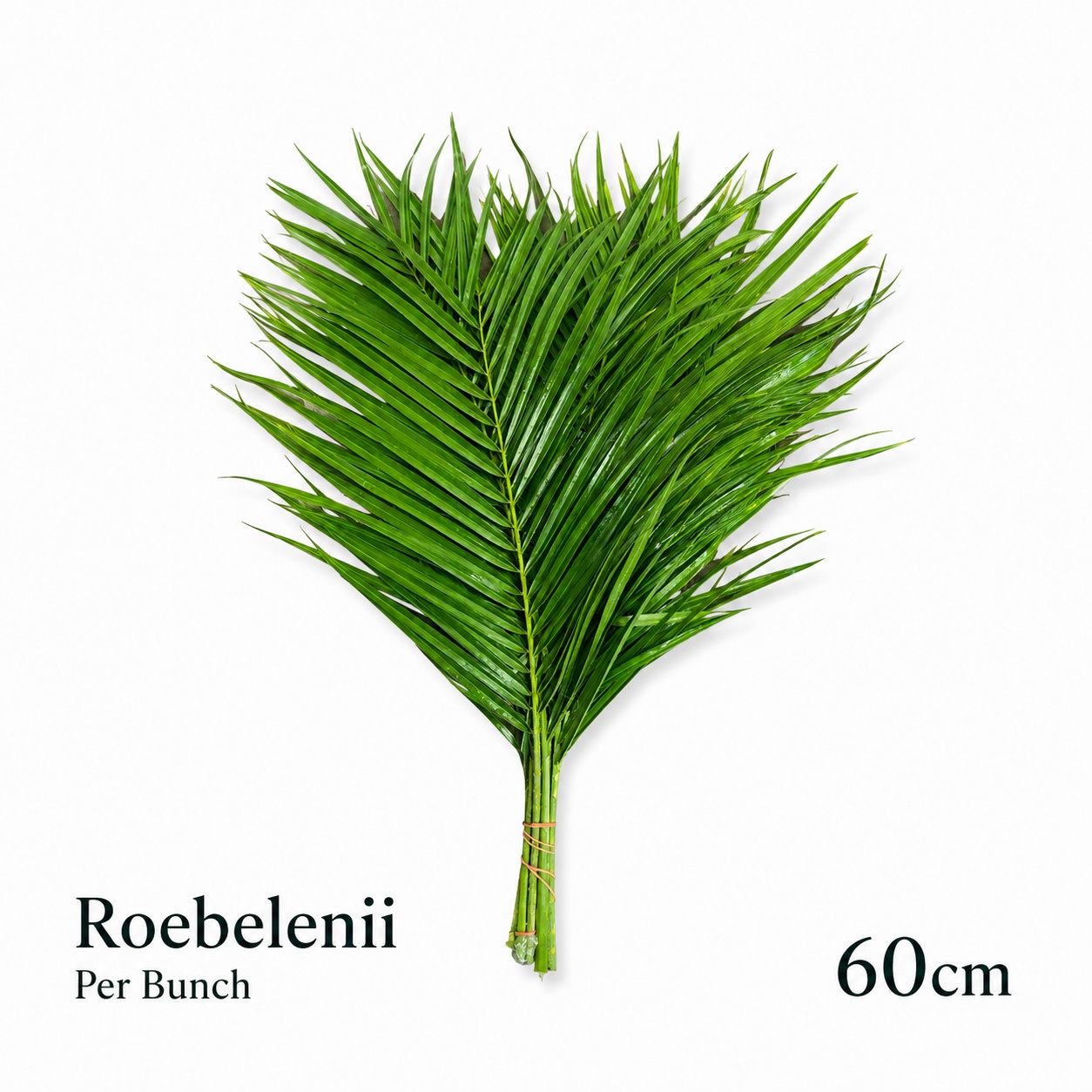 Phoenix Roebeleni Bs