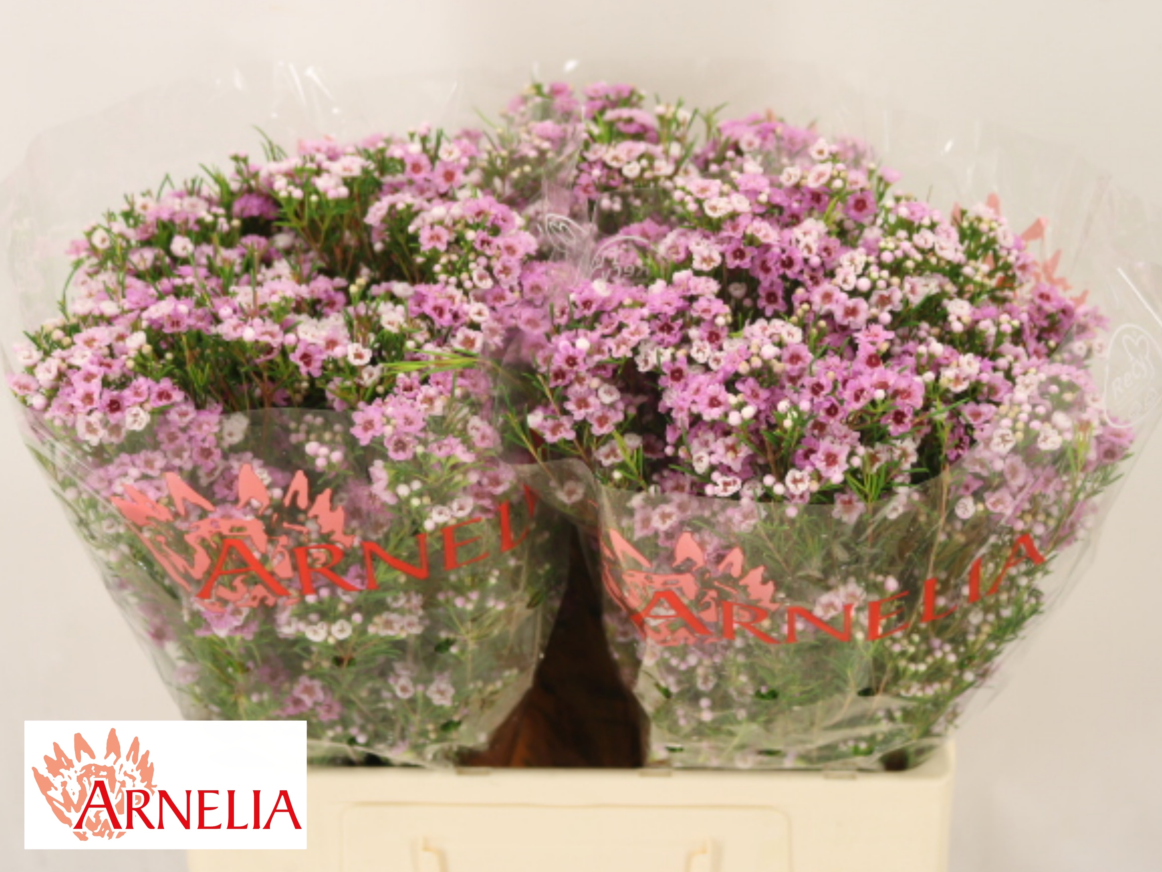 Chame Giselle 60cm 25gram