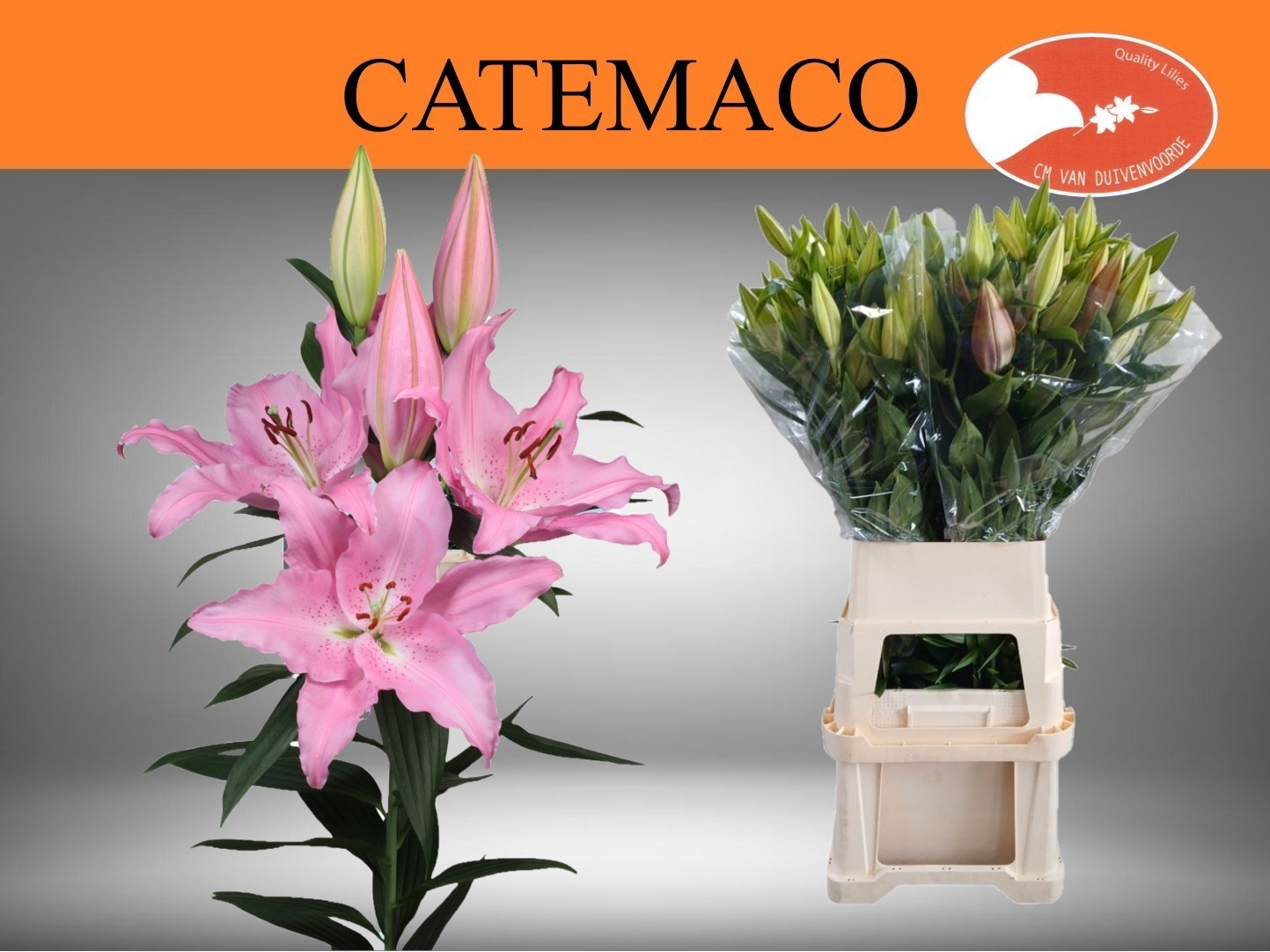 Li Or Catemaco