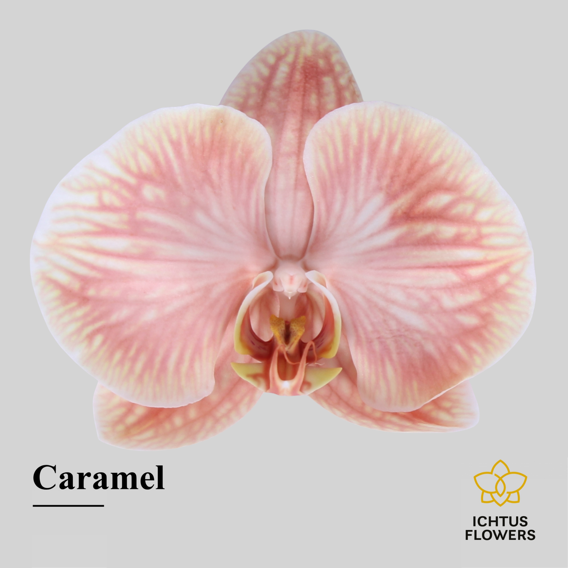 Phal Painted Excl. Caramel Bloem 25 Bloemen