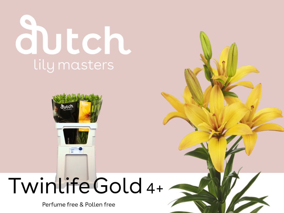 Li La Twinlife Gold