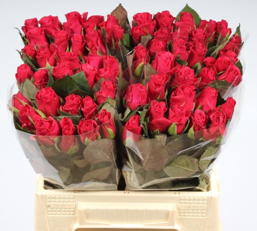 Rosa Tacazzi 40cm