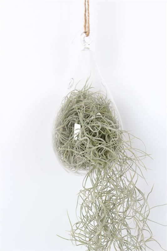 Till Usneoides