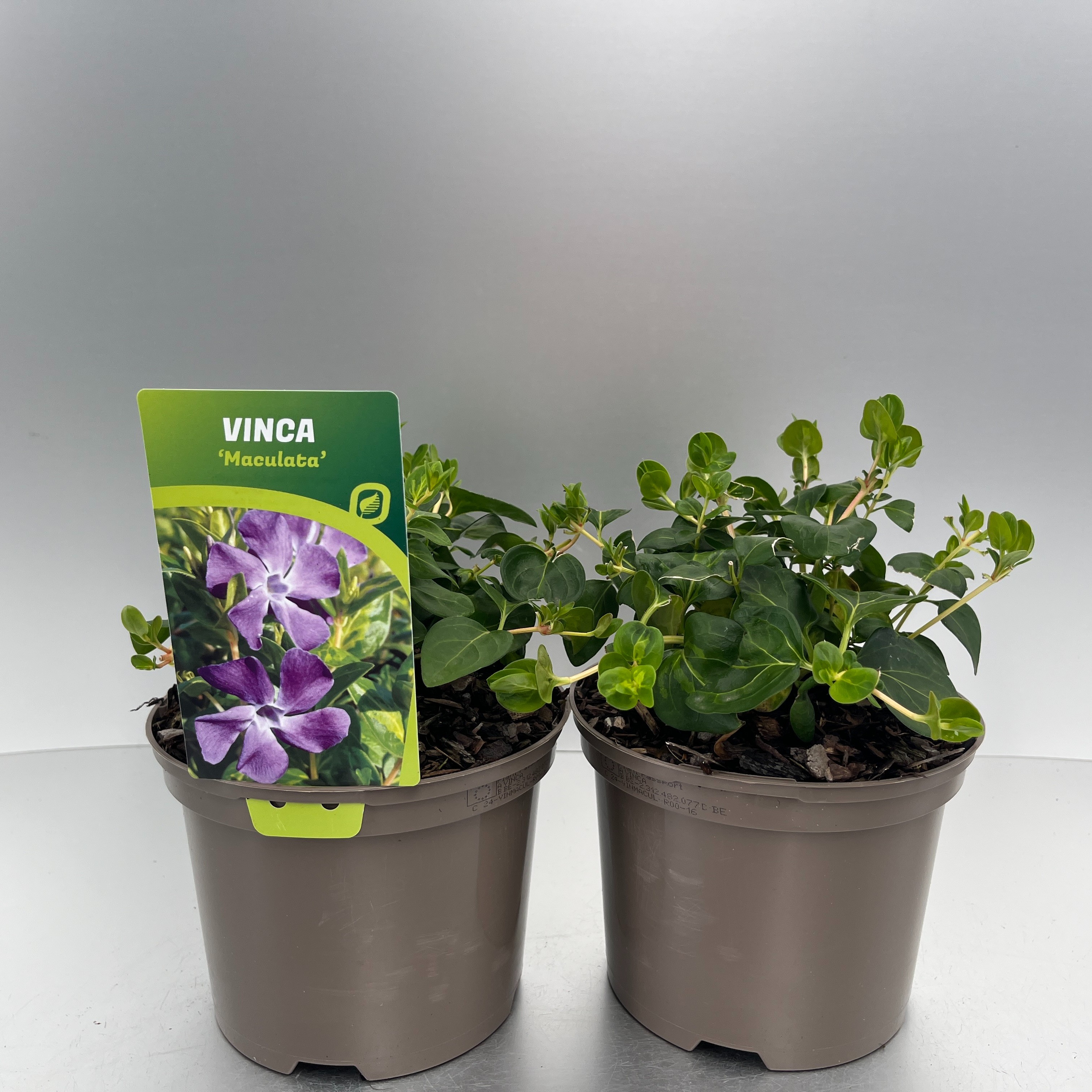 Picture of Vinca major Maculata P17 (2 Ltr)