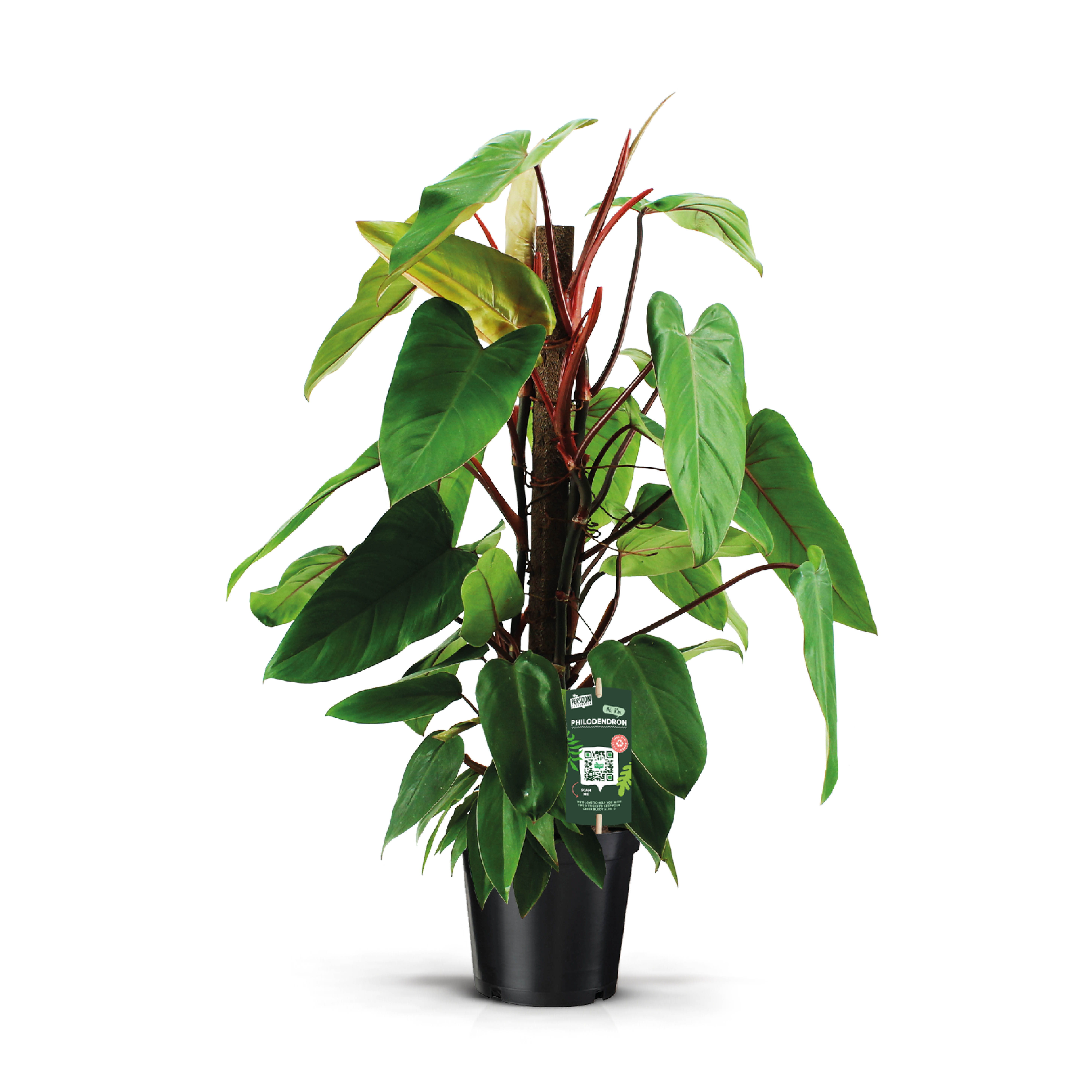 Picture of Philodendron Red Emerald Kratiste P19 70CM