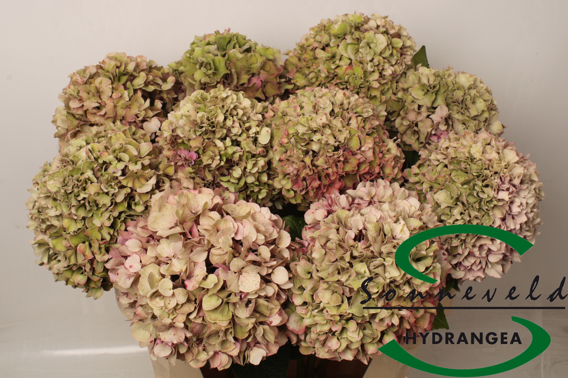 Hydrangea Glowing Alps Classic 70cm 21Ø
