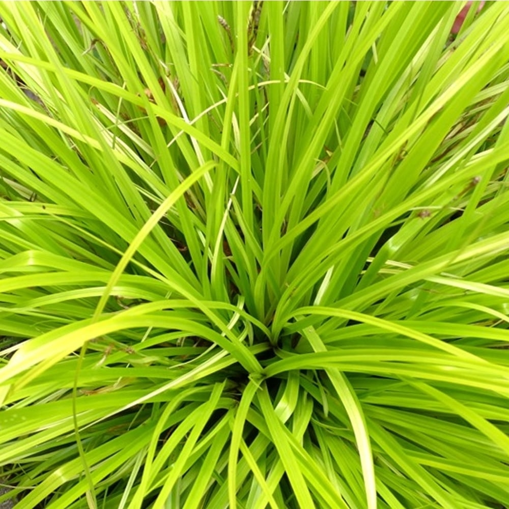 Picture of Carex oshimensis EverColor® 'Everillo' PBR