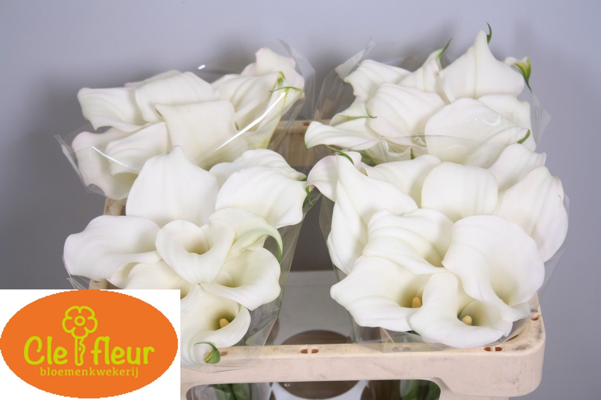 Calla Crystal Blush 50cm