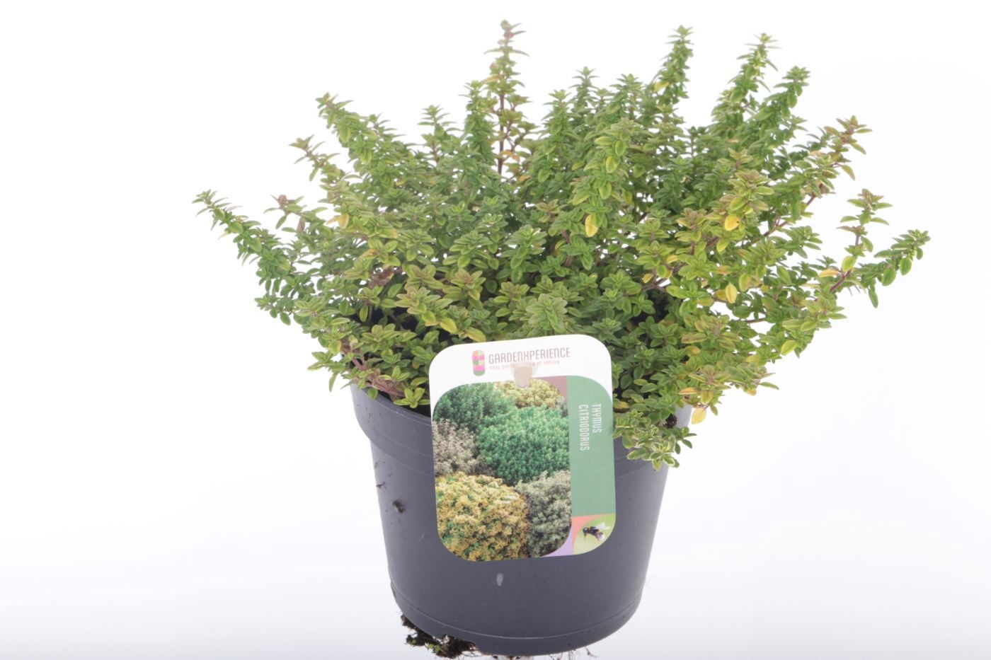 Thymus citriodorus 'Variegatus'