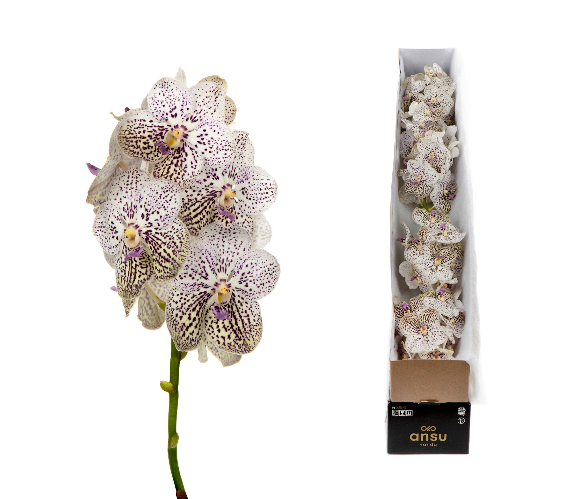 Vanda Su Pur Confet