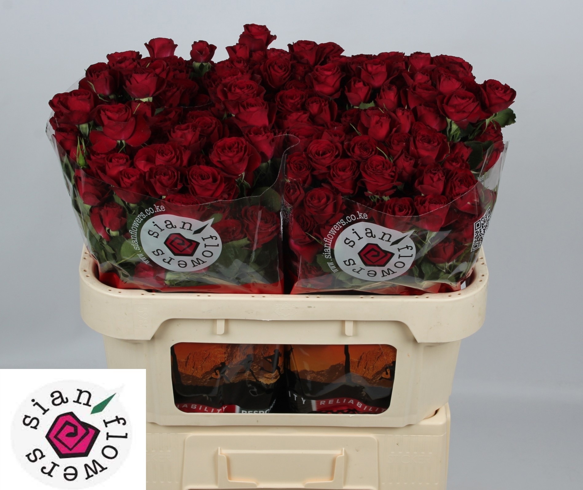 Rosa Spr Red Trendsetter 70cm