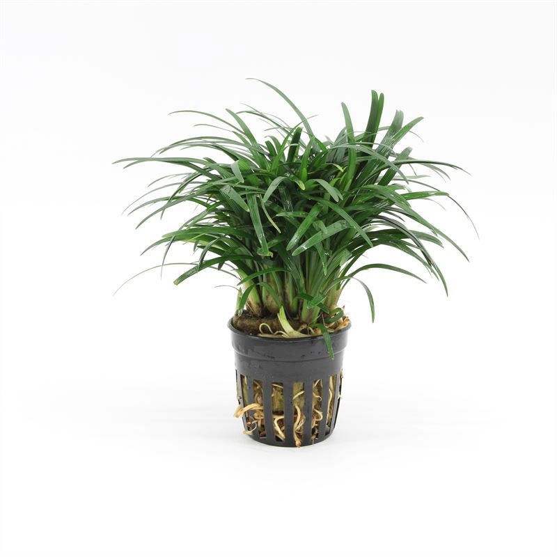 Ophiopogon japonica pussilus