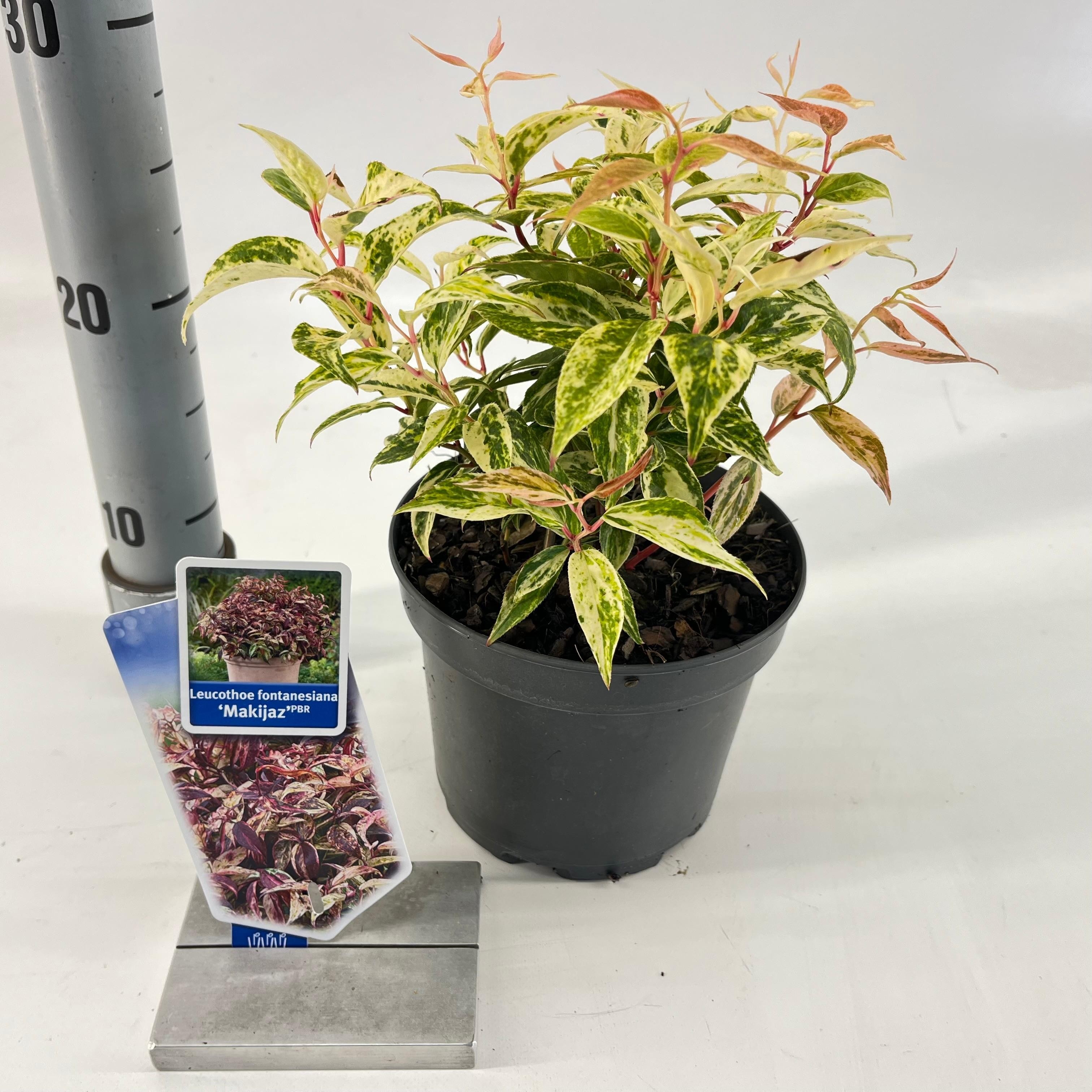 Picture of Leucothoe fontanesiana 'Makijaz' PBR