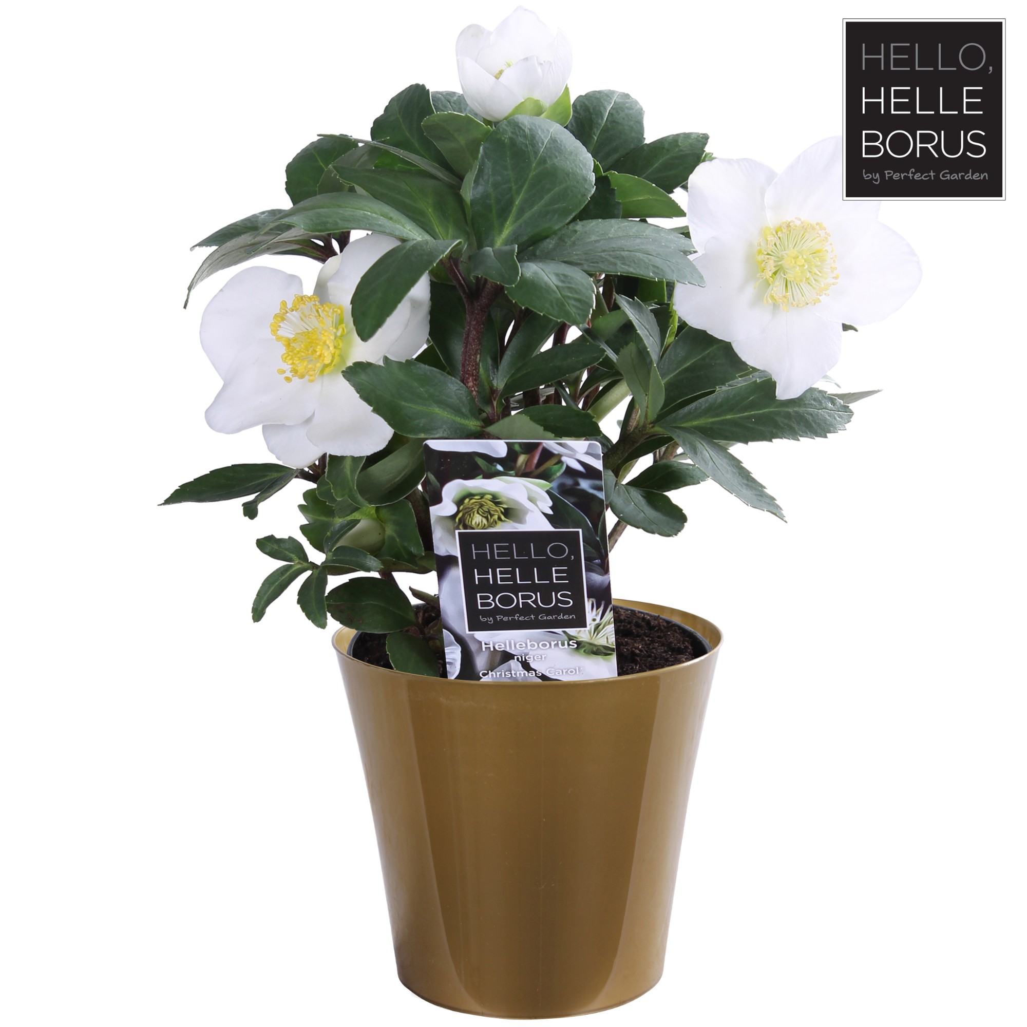 Picture of Helleborus niger Christmas Carol P9 (Golden pot) P9