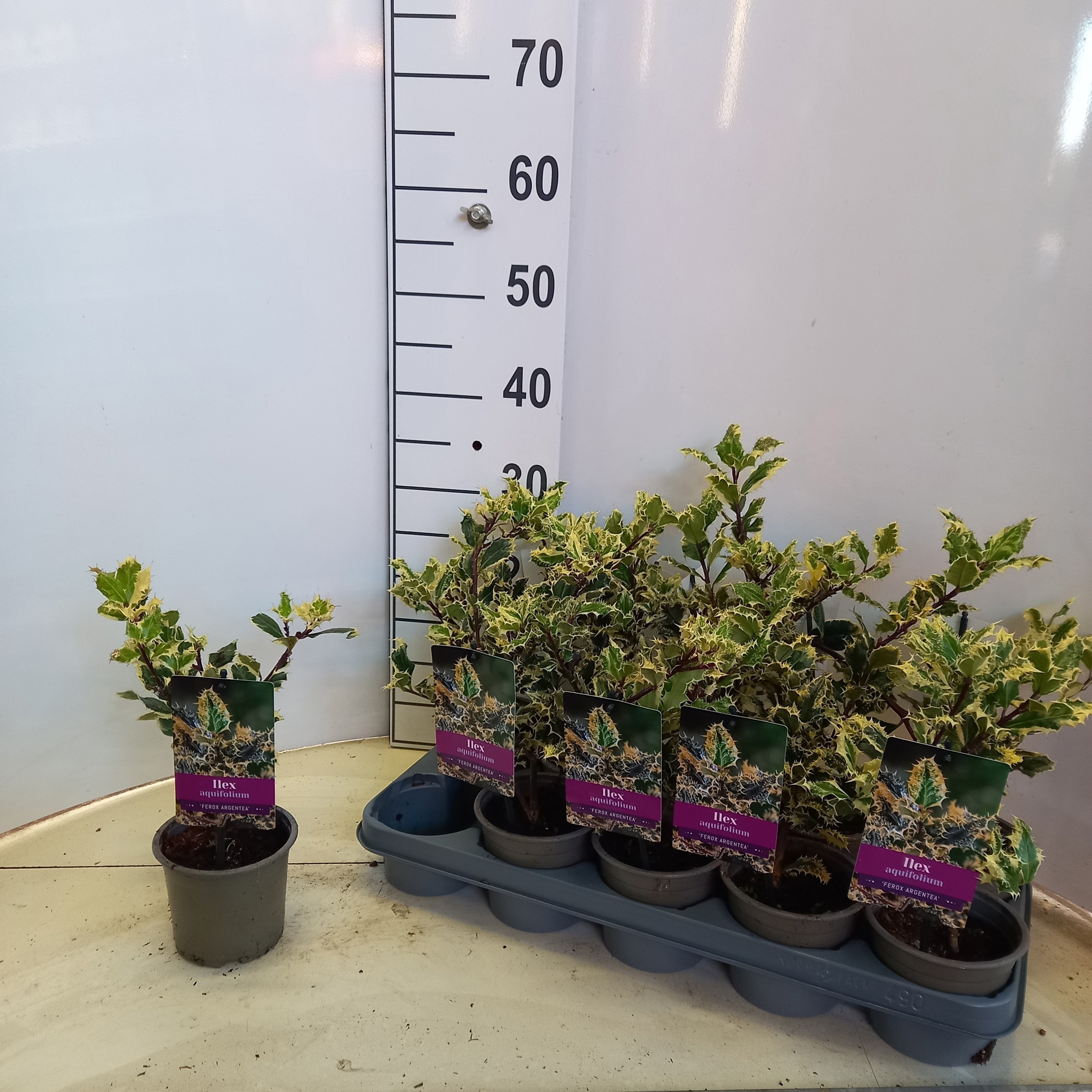 Ilex Aq Ferox Argent 20cm