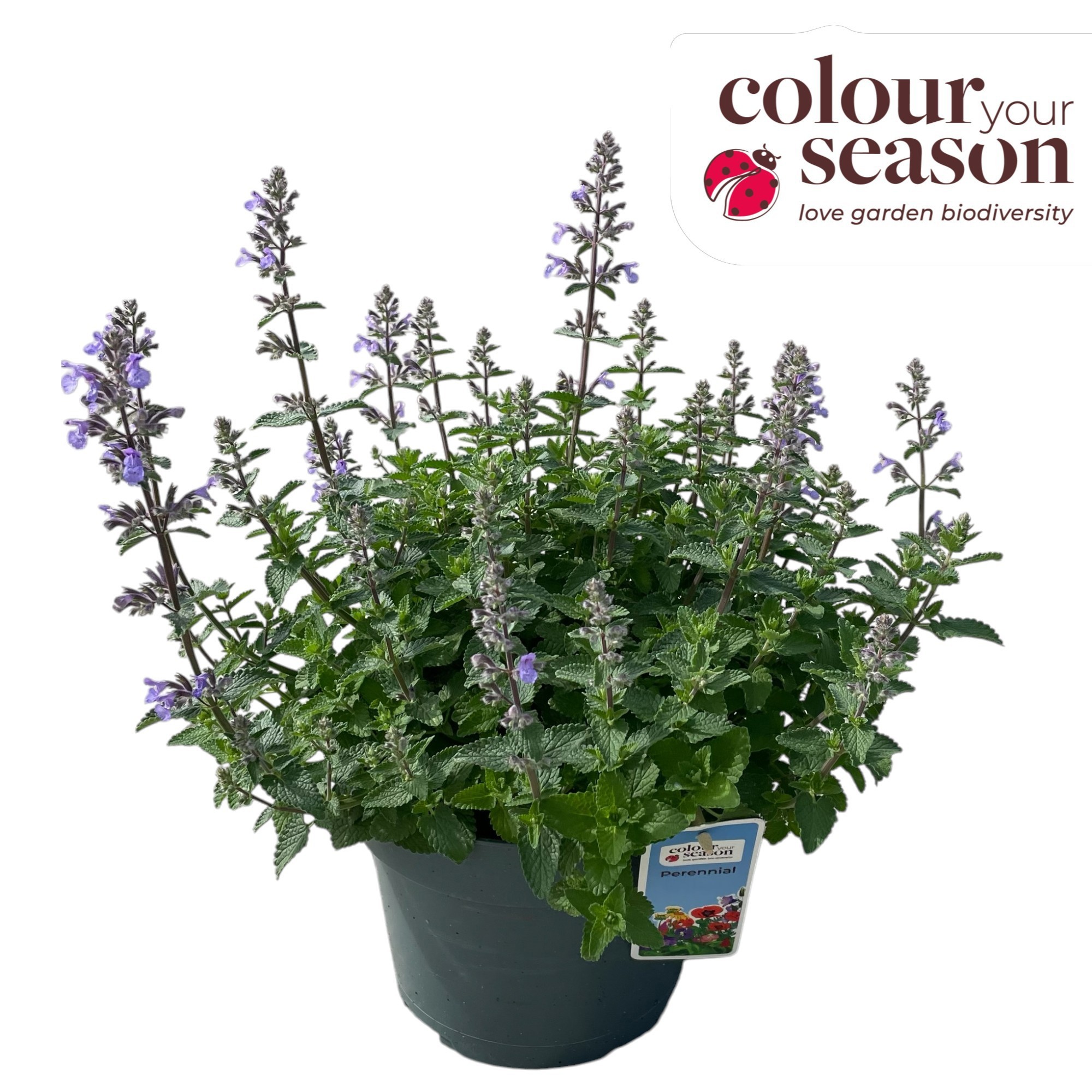 Nepeta faaseni Picture Purrfect