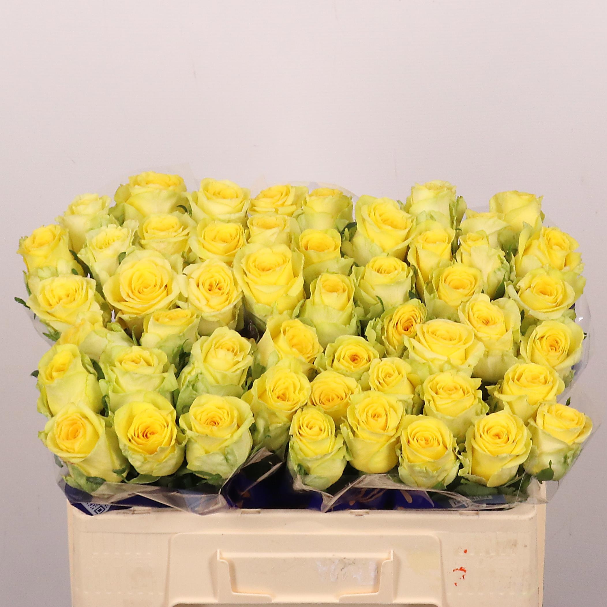 Rosa Gold Play 50cm
