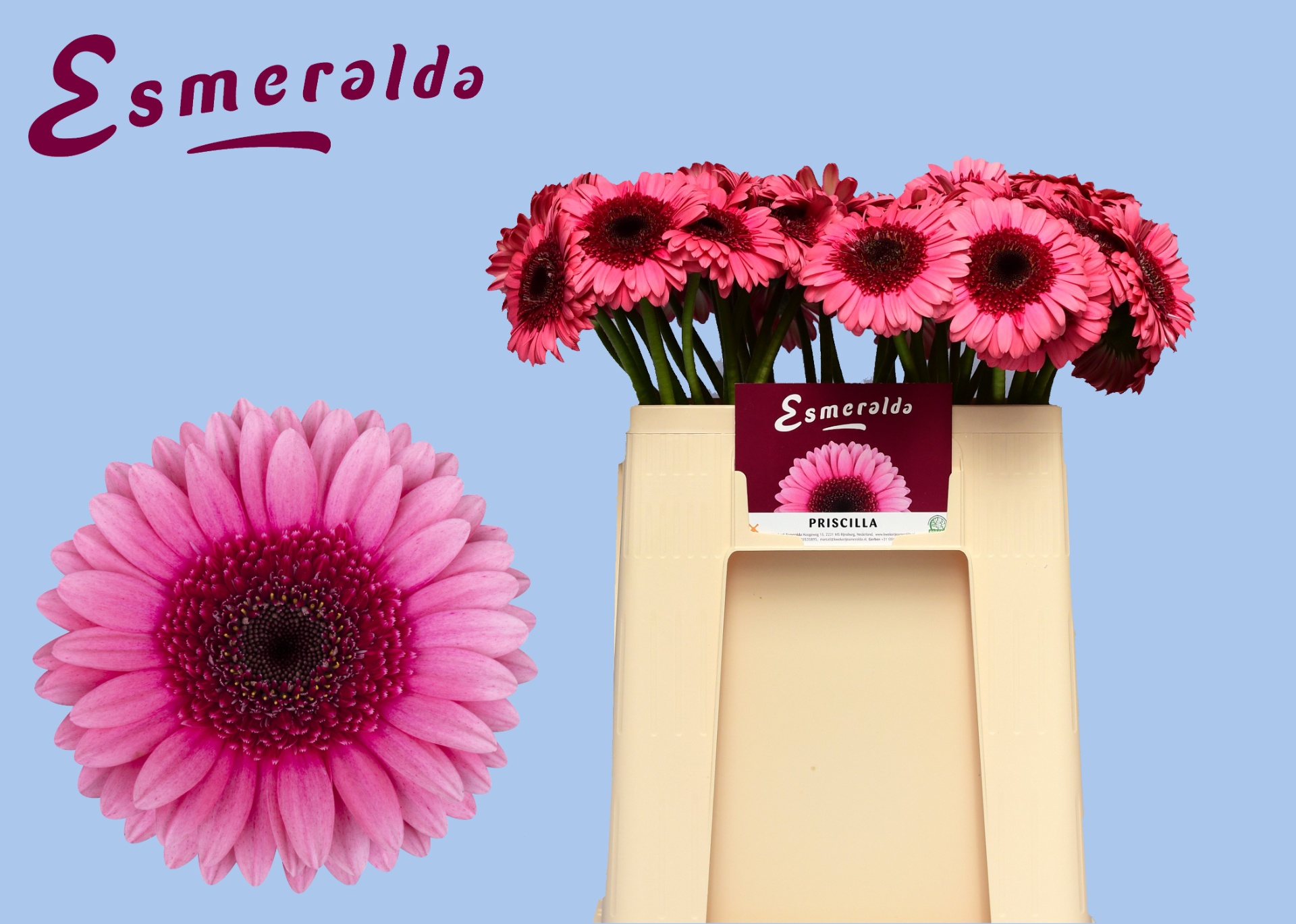 Ge Mi Priscilla