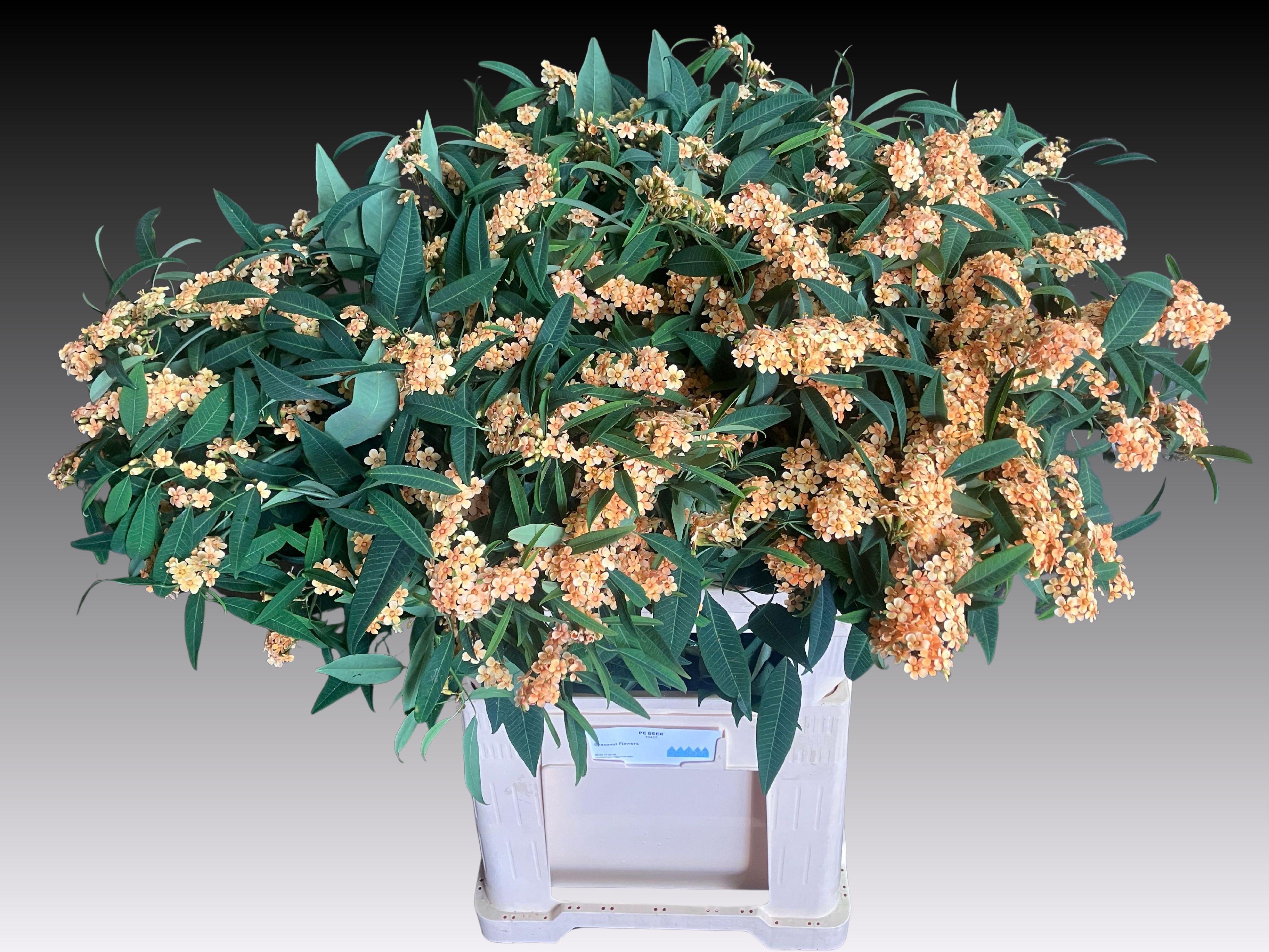 Euphorbia Spray Cognac Baron 80cm