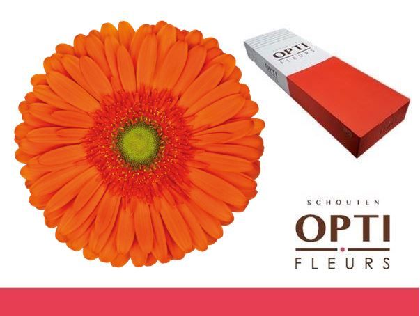 Gerbera Oranje 45cm 10Ø