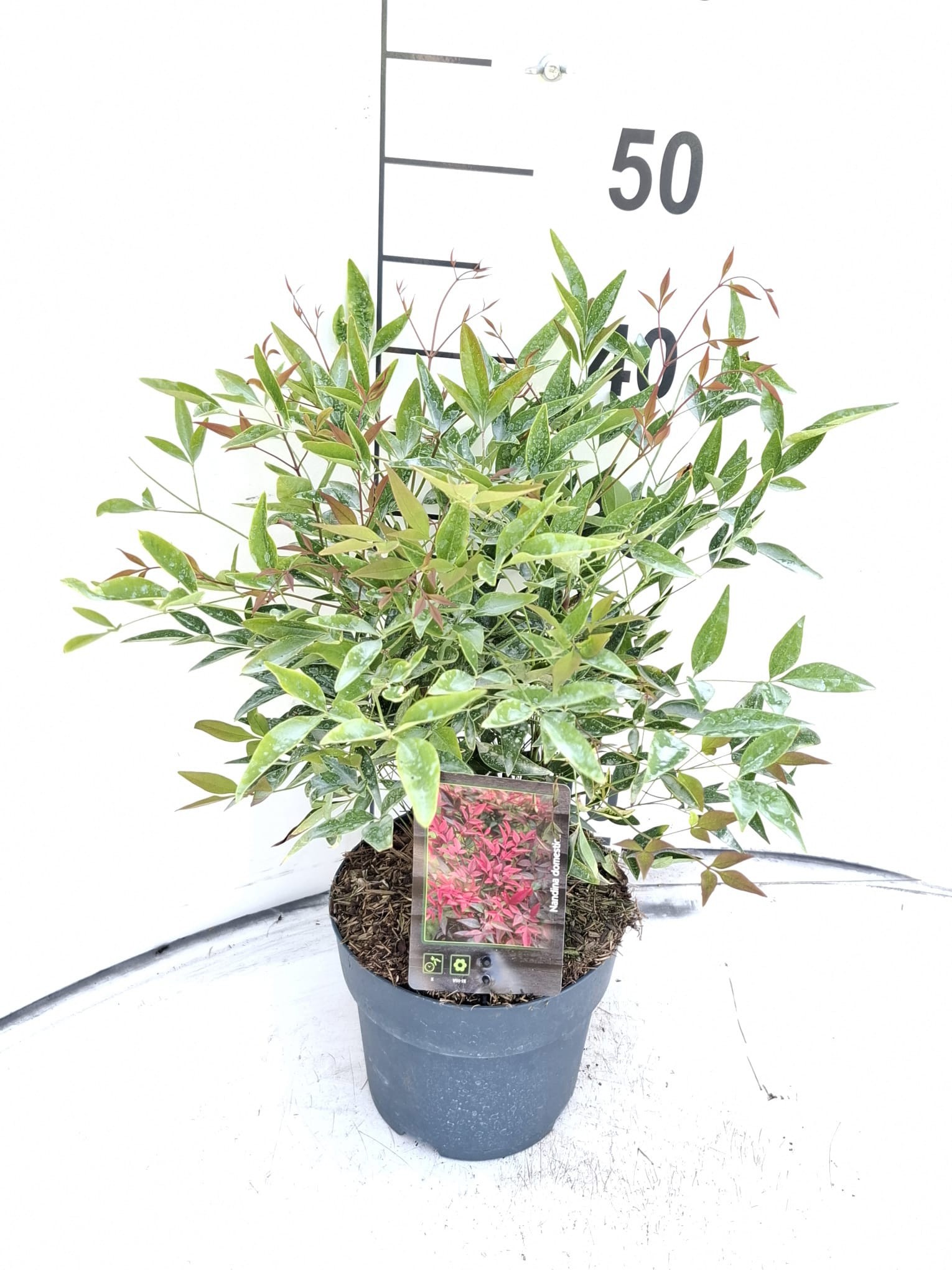 Nandina domestica