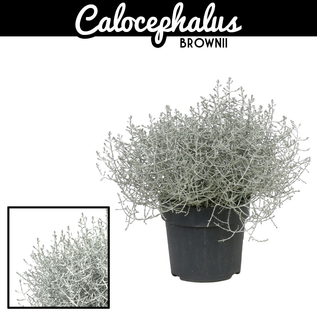 Leucoph Brownii 12P 20H