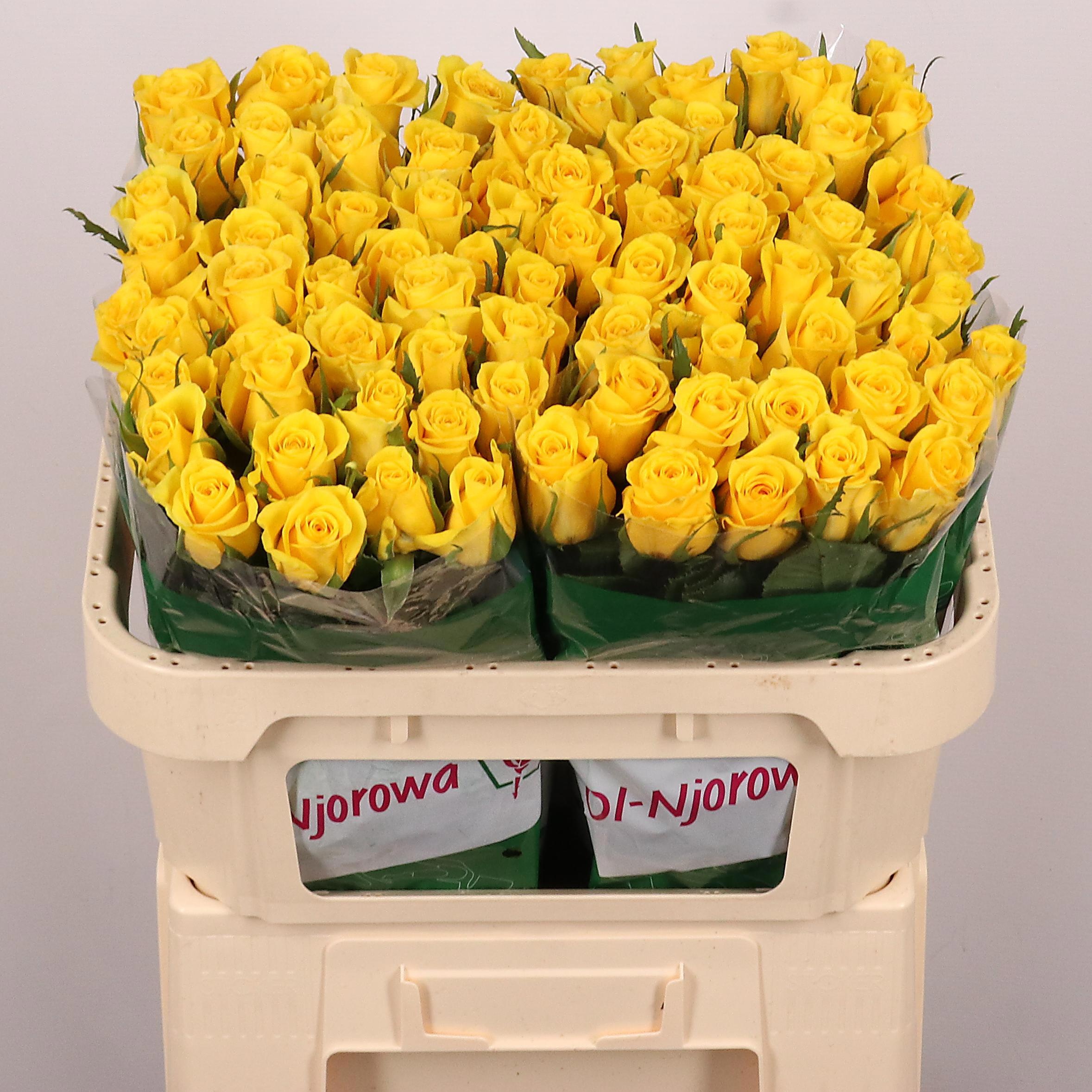Rosa Moonwalk 70cm