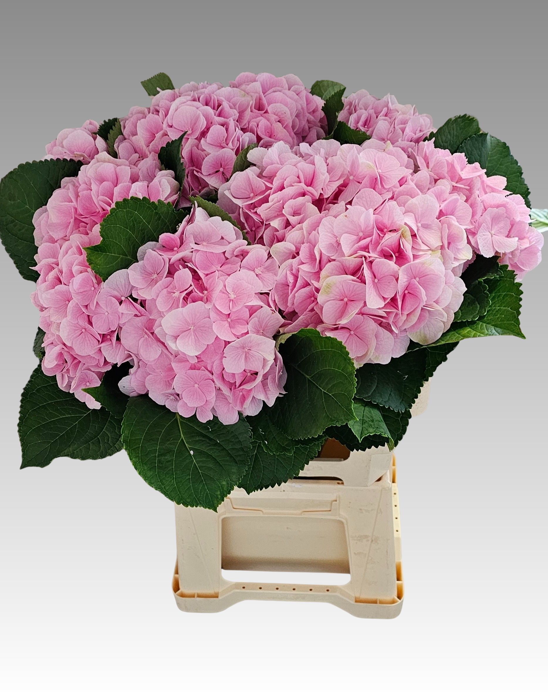 Hydrangea Verena Pink 60cm 18Ø