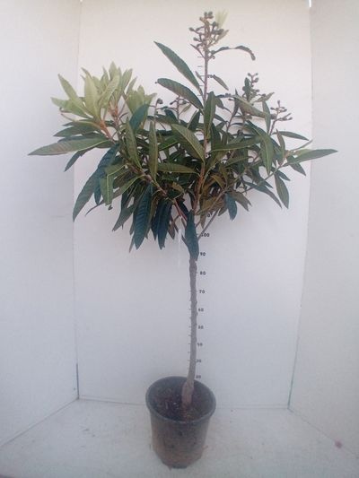 Eriobotrya japonica Tanaka 8/10
