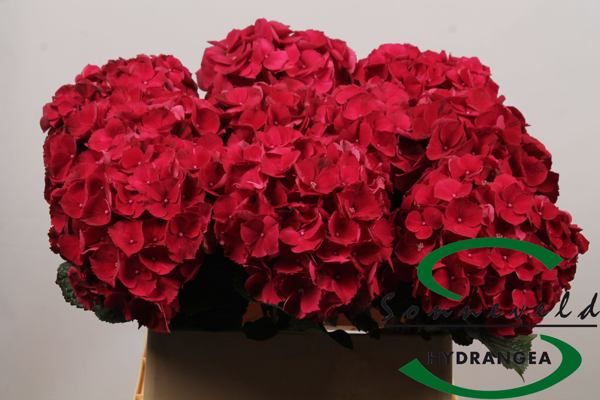 Hydrangea Rubyred 80cm Ø14-17cm