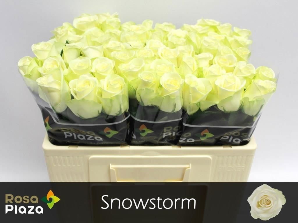 R Gr Snowstorm+