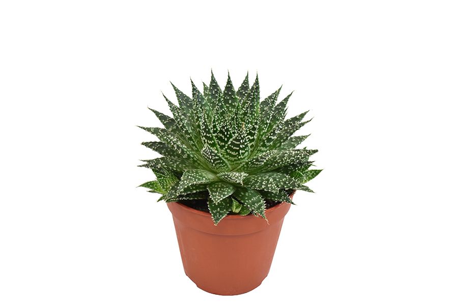 Aloe Safari Zambezi | Hamiplant