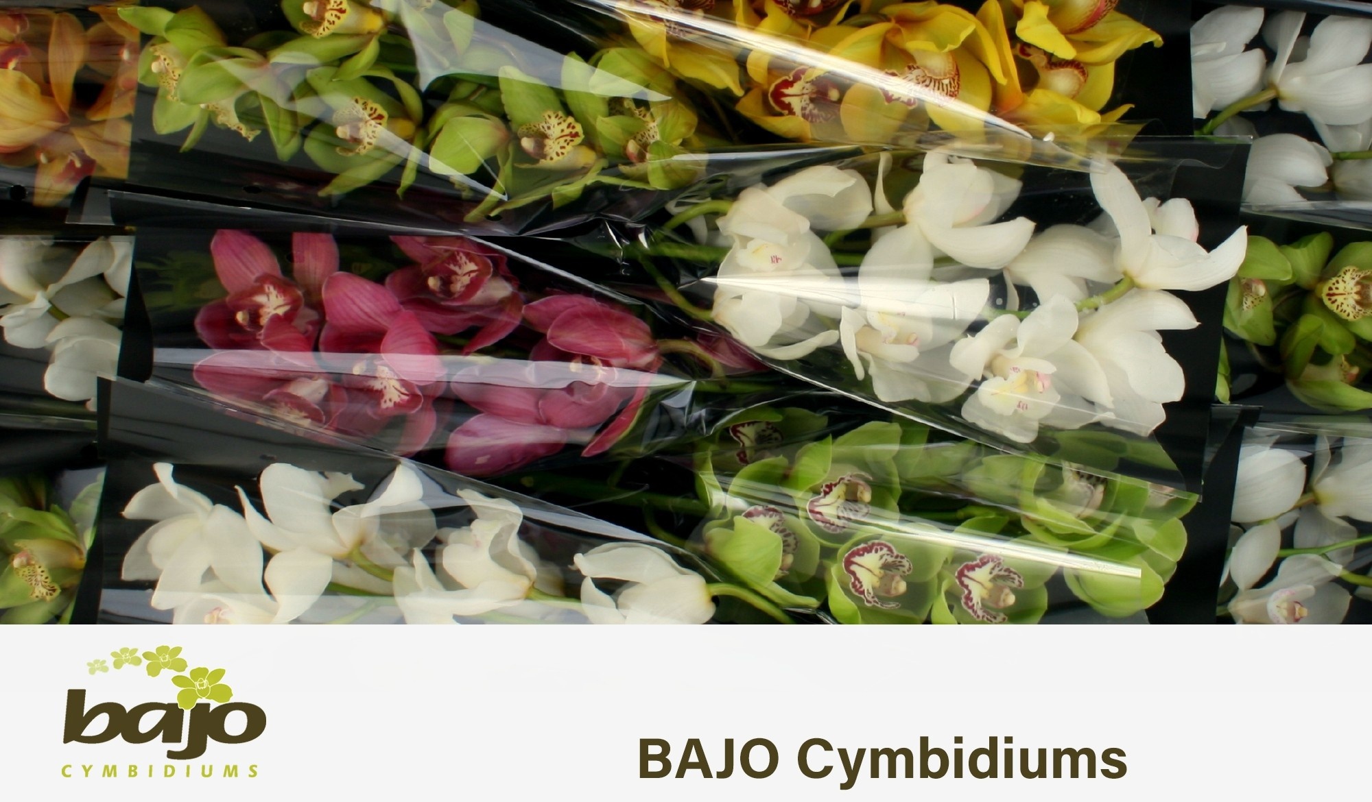 Cymbidium Asst 7bl
